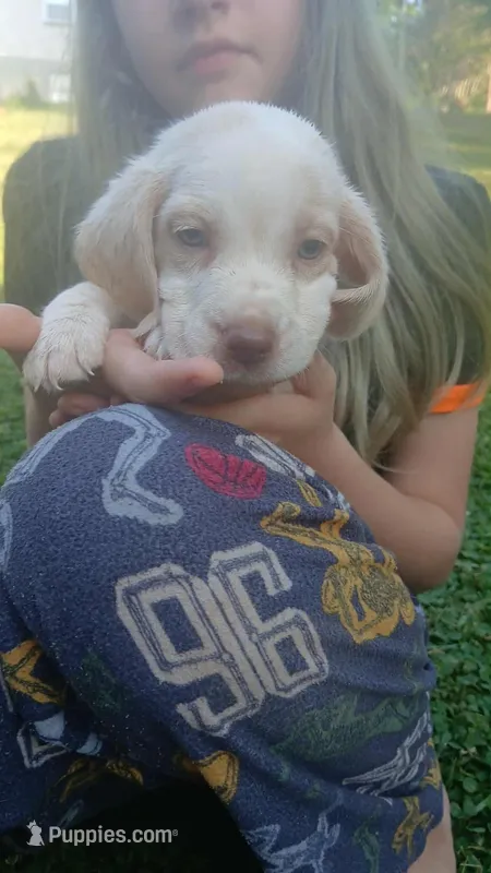 Halo's gray boy – Beagle puppy for sale in Monroe, VA