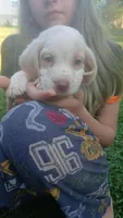 Halo's gray boy, a male Beagle for sale in Monroe, VA – 1 of 2