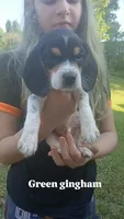 Polly's green gingham boy, a male Beagle for sale in Monroe, VA – 1 of 2
