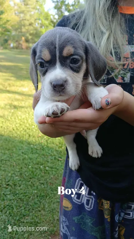 Smokeys boy 4  – Beagle puppy for sale in Monroe, VA