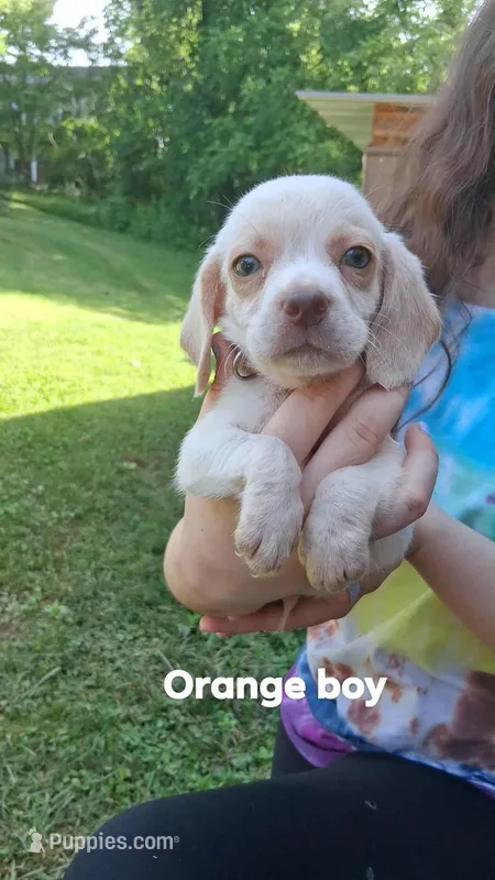 Halo's orange boy – Beagle puppy for sale in Monroe, VA