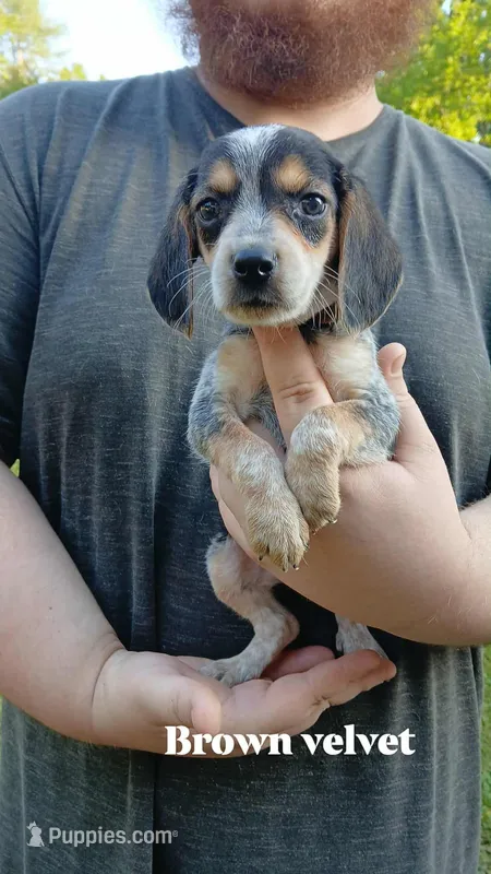 Pollys brown v boy – Beagle puppy for sale in Monroe, VA