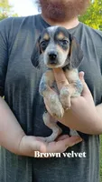 Pollys brown v boy, a male Beagle for sale in Monroe, VA – 1 of 2