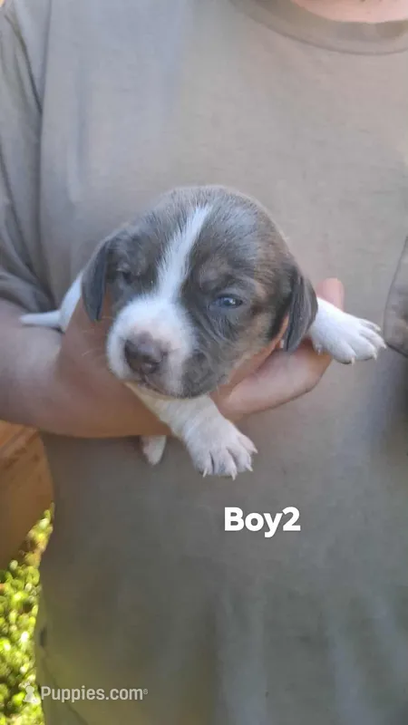 Smokeys boy 2 – Beagle puppy for sale in Monroe, VA