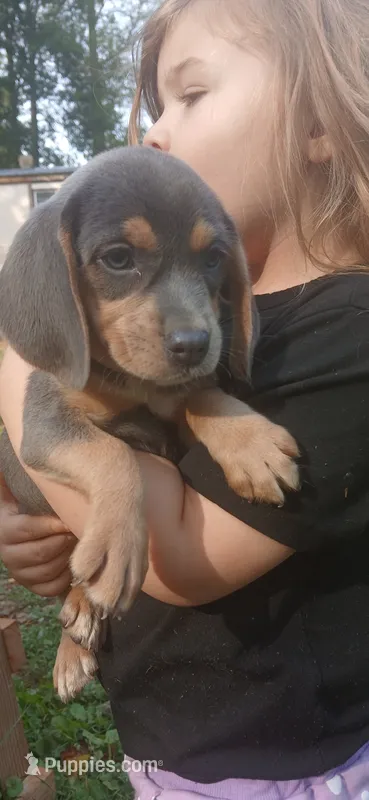 Tiny's girl 3 – Beagle puppy for sale in Monroe, VA