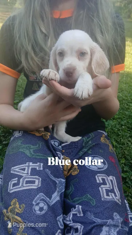 Halos blue boy – Beagle puppy for sale in Monroe, VA