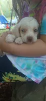 Halo's orange boy, a male Beagle for sale in Monroe, VA – 2 of 4