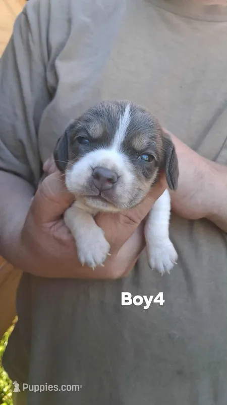 Smokeys boy 4  – Beagle puppy for sale in Monroe, VA