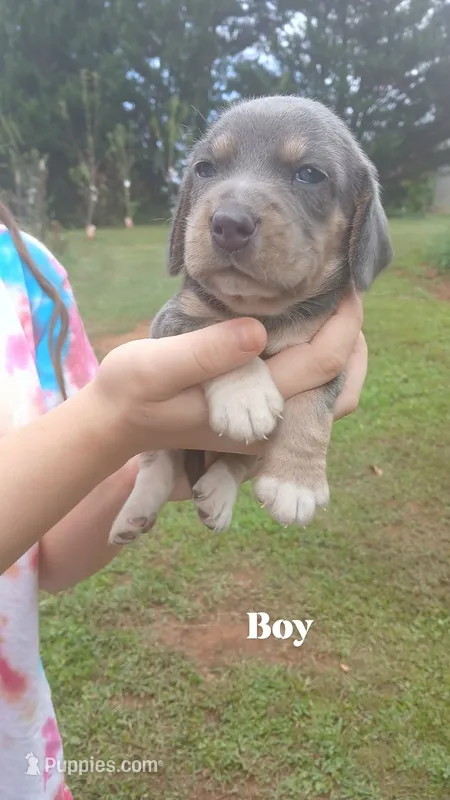 Tiny's boy – Beagle puppy for sale in Monroe, VA