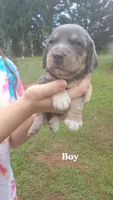 Tiny's boy, a female Beagle for sale in Monroe, VA – 1 of 2