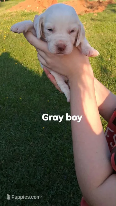Halo's gray boy – Beagle puppy for sale in Monroe, VA