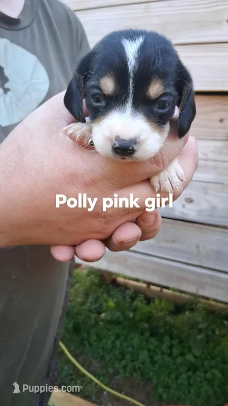 Polly's pink girl – Beagle puppy for sale in Monroe, VA