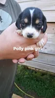 Polly's pink girl, a female Beagle for sale in Monroe, VA – Photo 1 of 2