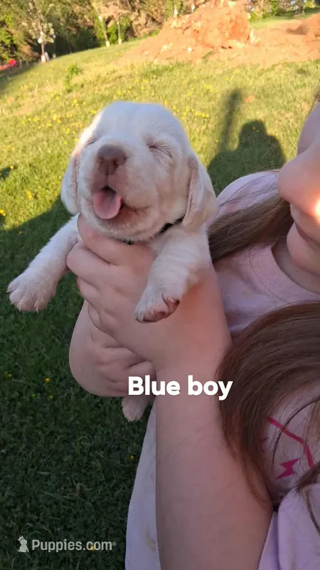 Halos blue boy – Beagle puppy for sale in Monroe, VA