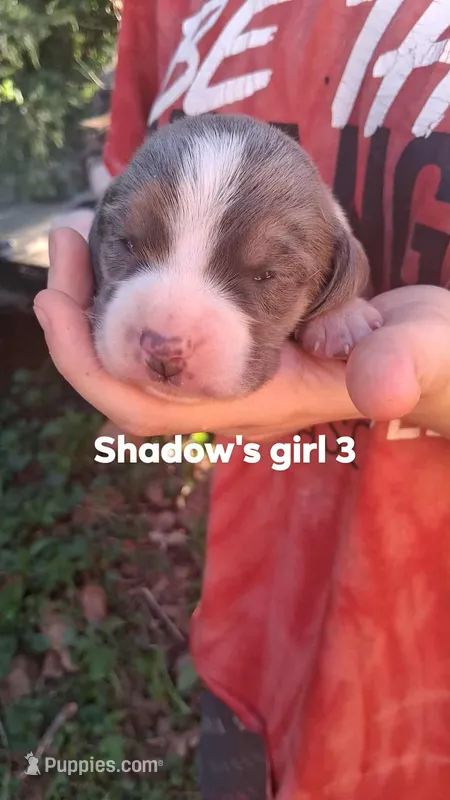Shadow's girl 3 – Beagle puppy for sale in Monroe, VA