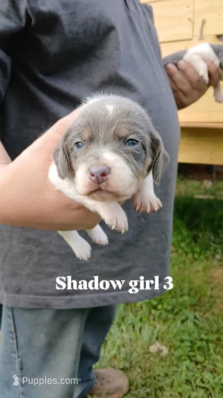 Shadow's girl 3 – Beagle puppy for sale in Monroe, VA