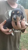Tiny's girl 2, a female Beagle for sale in Monroe, VA – 2 of 2