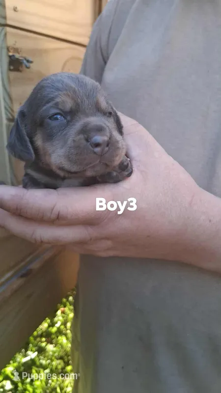 Smokeys boy 3 – Beagle puppy for sale in Monroe, VA