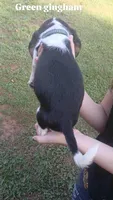 Polly's green gingham boy, a male Beagle for sale in Monroe, VA – 2 of 2