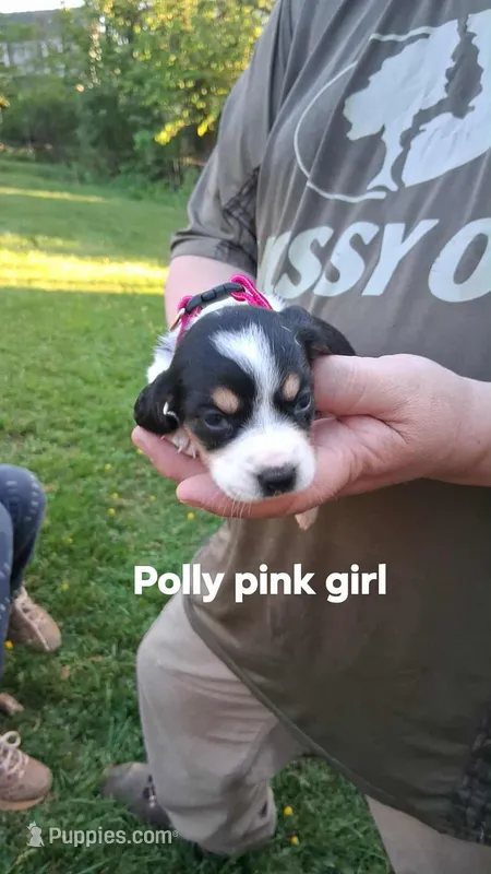 Polly's bright pink girl – Beagle puppy for sale in Monroe, VA