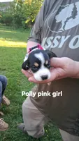 Polly's bright pink girl, a female Beagle for sale in Monroe, VA – Photo 1 of 2