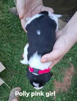 Polly's bright pink girl, a female Beagle for sale in Monroe, VA – Photo 2 of 2