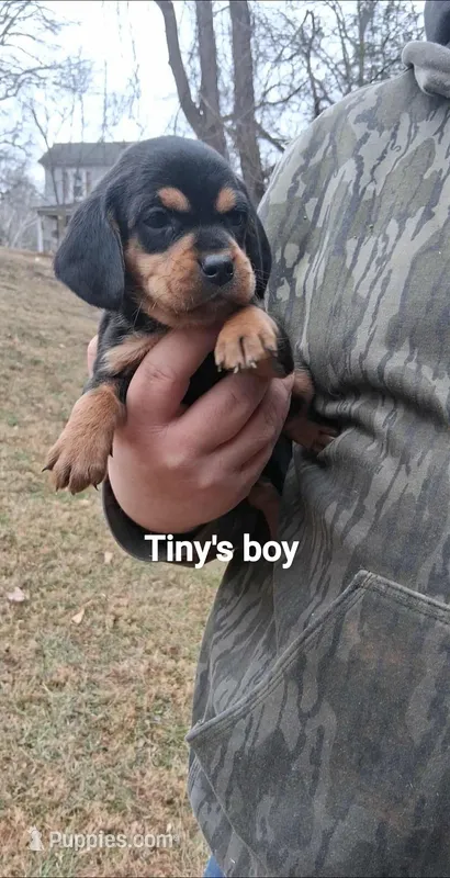 Tinys boy