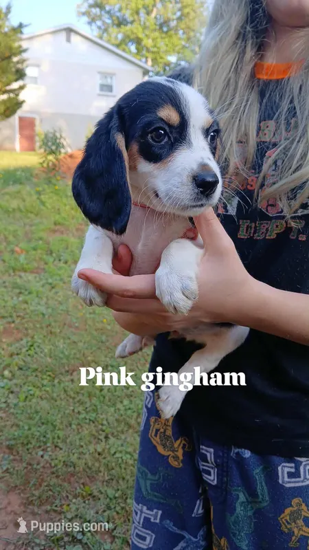 Honeys pink girl – Beagle puppy for sale in Monroe, VA