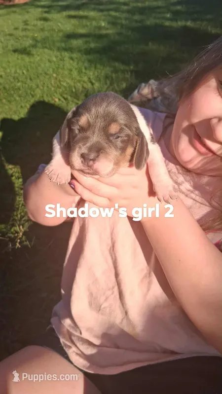 Shadow's girl 2 – Beagle puppy for sale in Monroe, VA