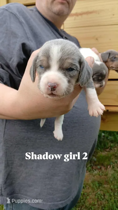 Shadow's girl 2 – Beagle puppy for sale in Monroe, VA