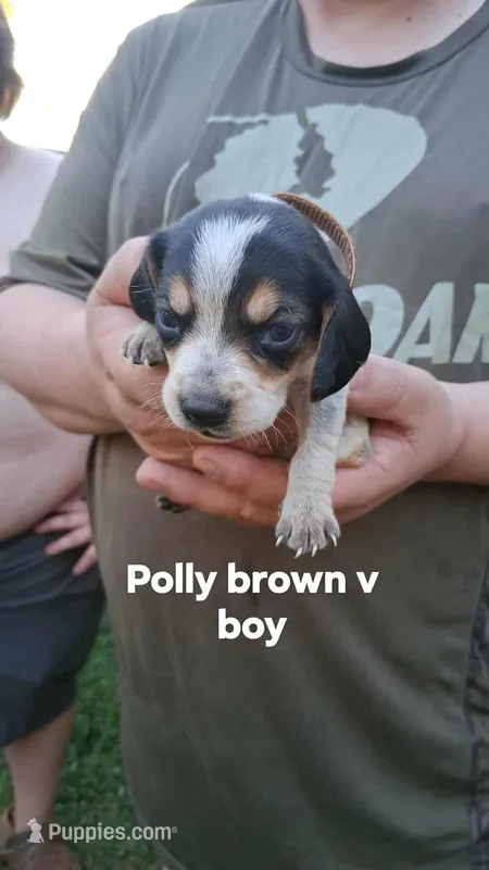 Pollys brown v boy – Beagle puppy for sale in Monroe, VA