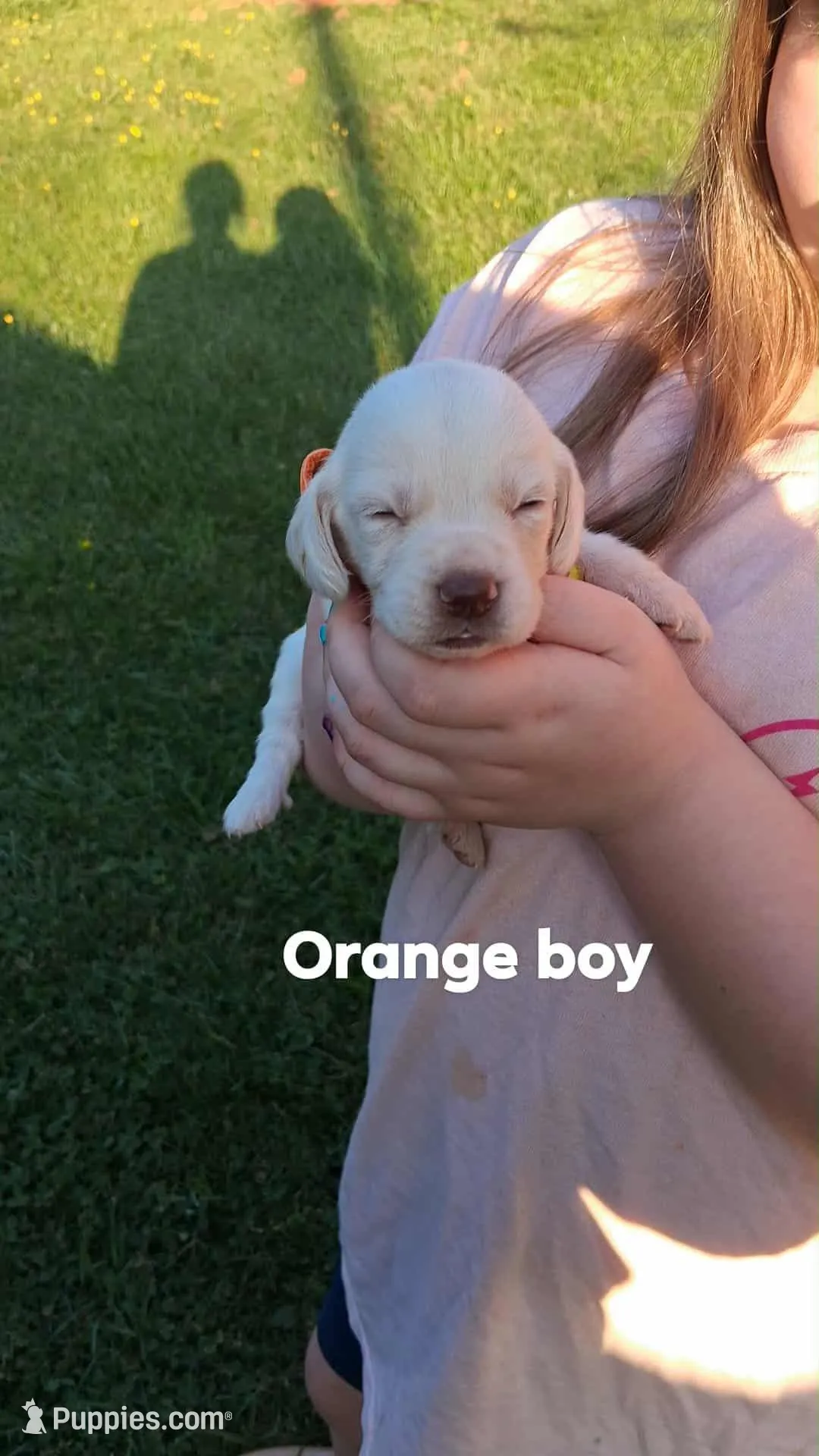 Halo's orange boy, a male Beagle for sale in Monroe, VA – Photo 1 of 2