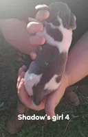 Shadow's girl 4, a female Beagle for sale in Monroe, VA – Photo 2 of 2