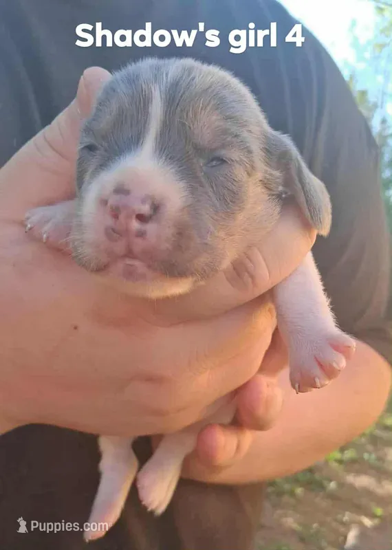 Shadow's girl 4 – Beagle puppy for sale in Monroe, VA