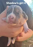 Shadow's girl 4, a female Beagle for sale in Monroe, VA – Photo 1 of 2