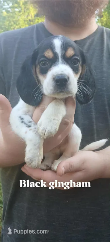 Polly's black boy – Beagle puppy for sale in Monroe, VA