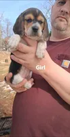 Dixie's girl , a female Beagle for sale in Monroe, VA – Photo 1 of 2