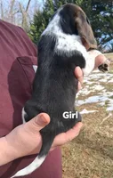 Dixie's girl , a female Beagle for sale in Monroe, VA – Photo 2 of 2
