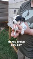 Honeys brown paw boy, a male Beagle for sale in Monroe, VA – Photo 1 of 2
