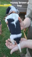 Honeys brown paw boy, a male Beagle for sale in Monroe, VA – Photo 2 of 2