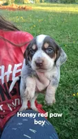 Honeys red paw boy, a male Beagle for sale in Monroe, VA – Photo 1 of 2