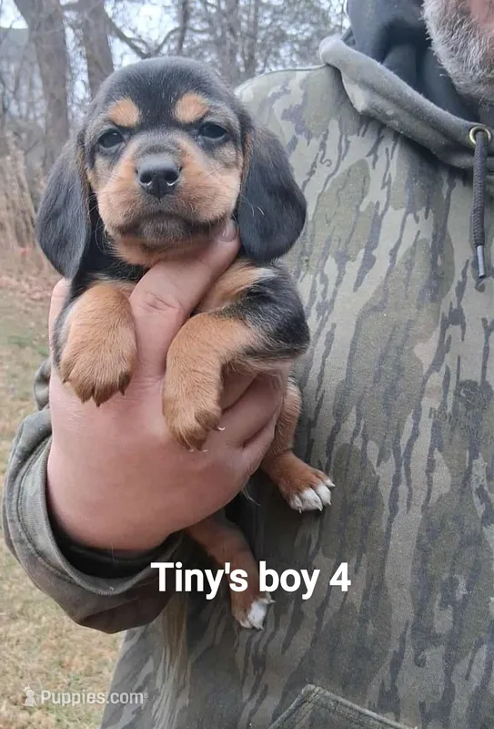 Tiny boy 4