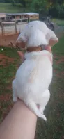 Halo's orange boy, a male Beagle for sale in Monroe, VA – 4 of 4
