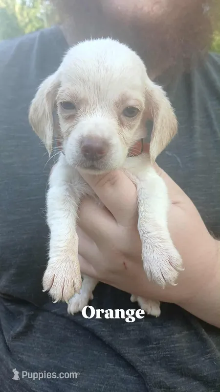 Halo's orange boy – Beagle puppy for sale in Monroe, VA