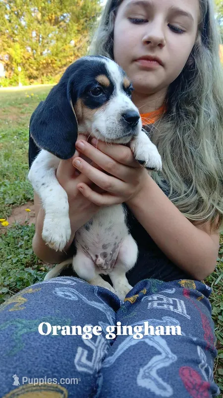 Honeys orange gingham boy – Beagle puppy for sale in Monroe, VA