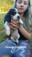 Honeys orange gingham boy, a male Beagle for sale in Monroe, VA – 1 of 2