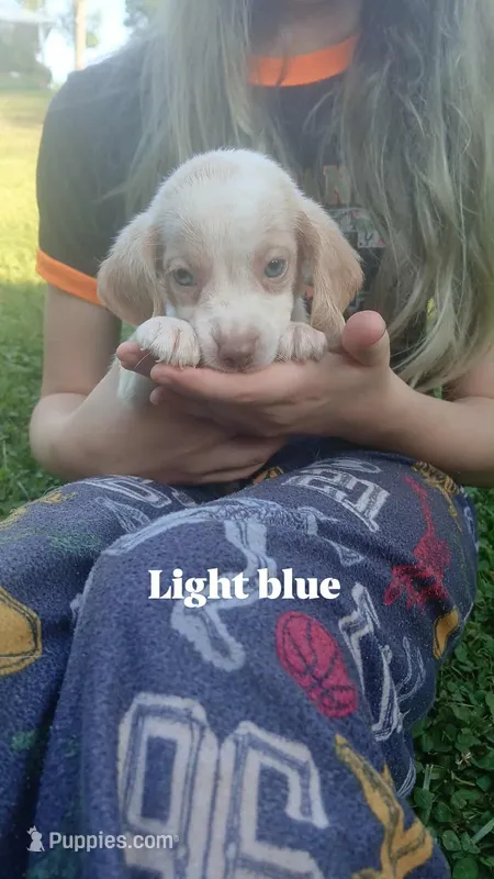 Halo's light blue boy – Beagle puppy for sale in Monroe, VA