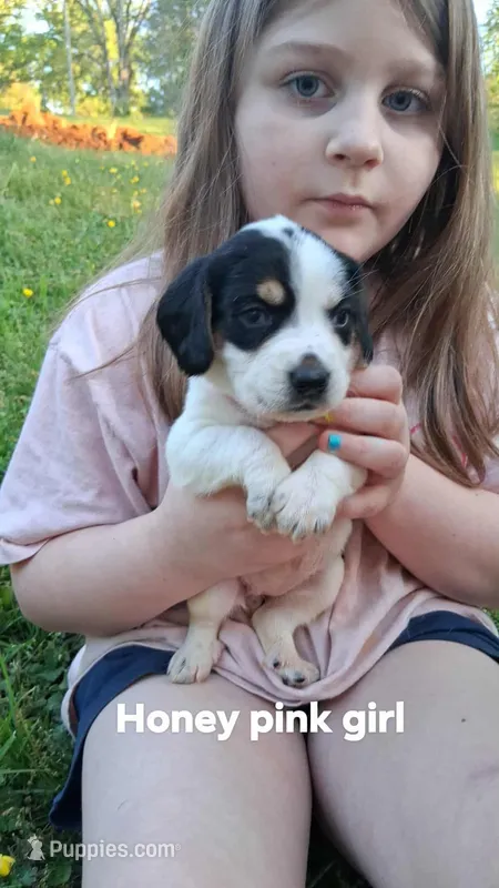 Honeys pink girl – Beagle puppy for sale in Monroe, VA