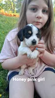 Honeys pink girl, a female Beagle for sale in Monroe, VA – Photo 1 of 2
