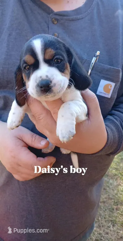 Daisy's boy